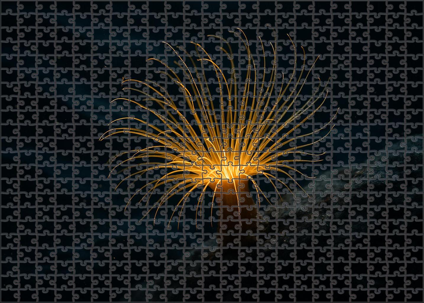 Golden Thread Anemone Delicate Predator With Radiant Tentacles 200 Piece Puzzle
