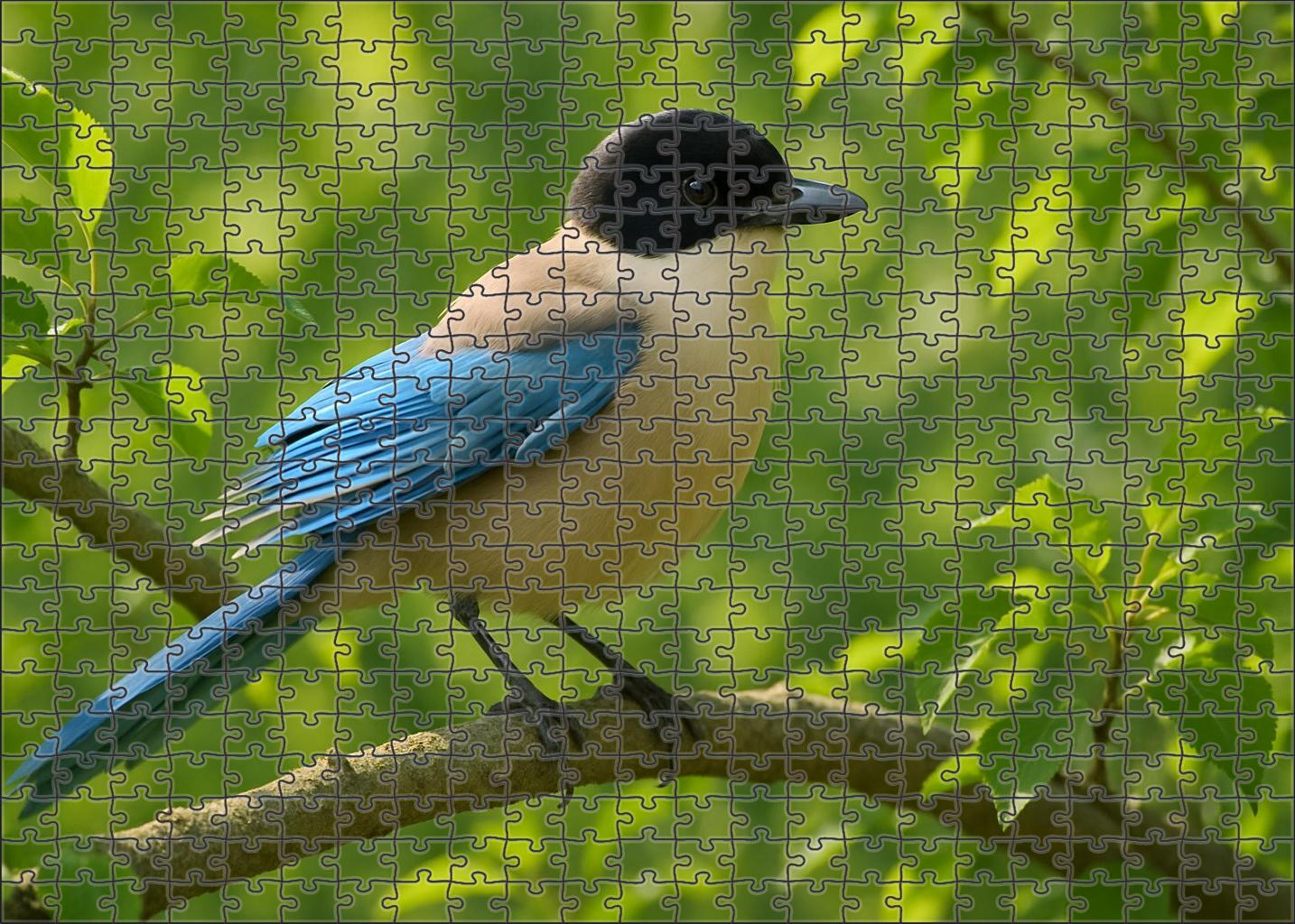 Azure-winged Magpie Sociable Skyglider Premium Puzzle Pieces