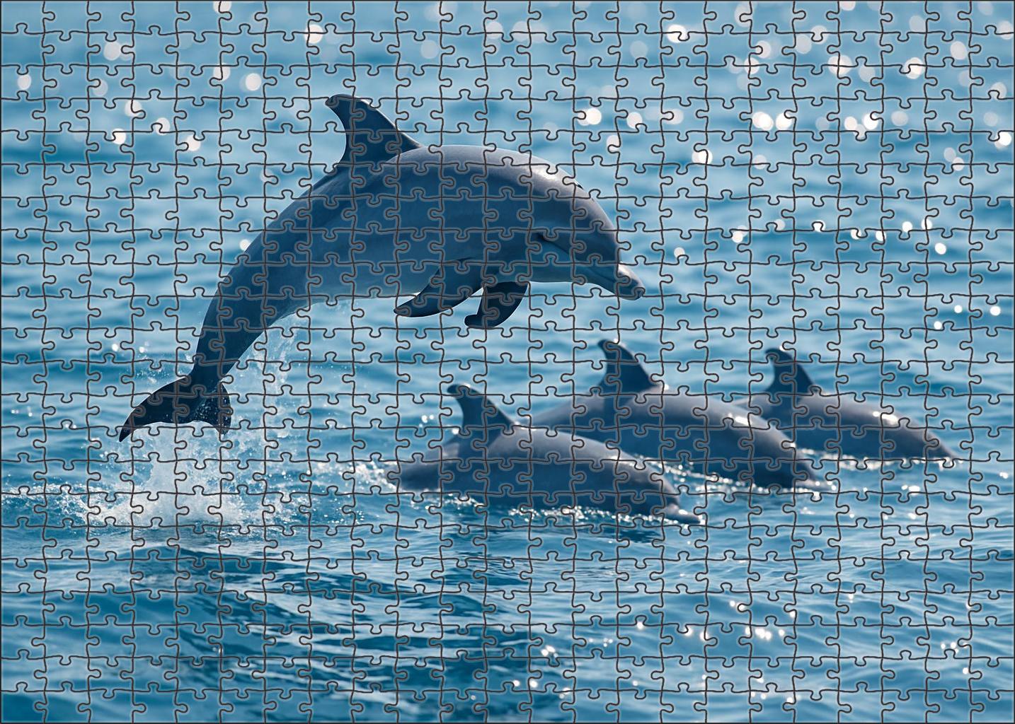 Azure Dwarf Dolphin Agile Surface Pod Member Easy Puzzles