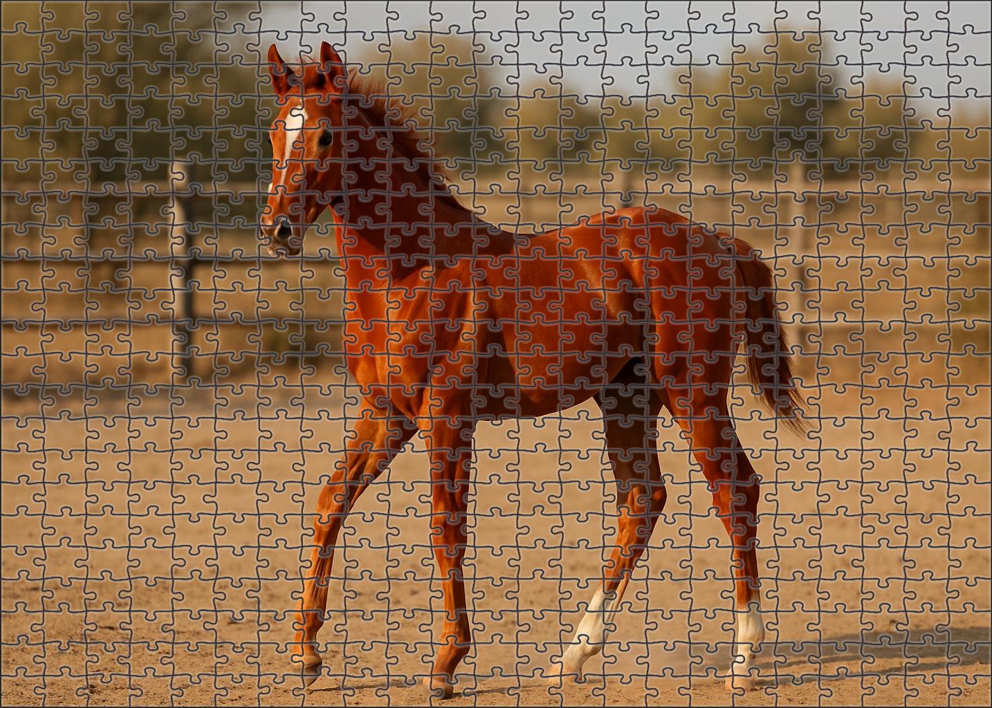 Chestnut Breeze Spirited Stock Horse Colt Challenging Puzzles