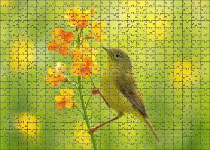 Olive-backed Sunbird Tiny Nectar Collector Challenging Puzzles