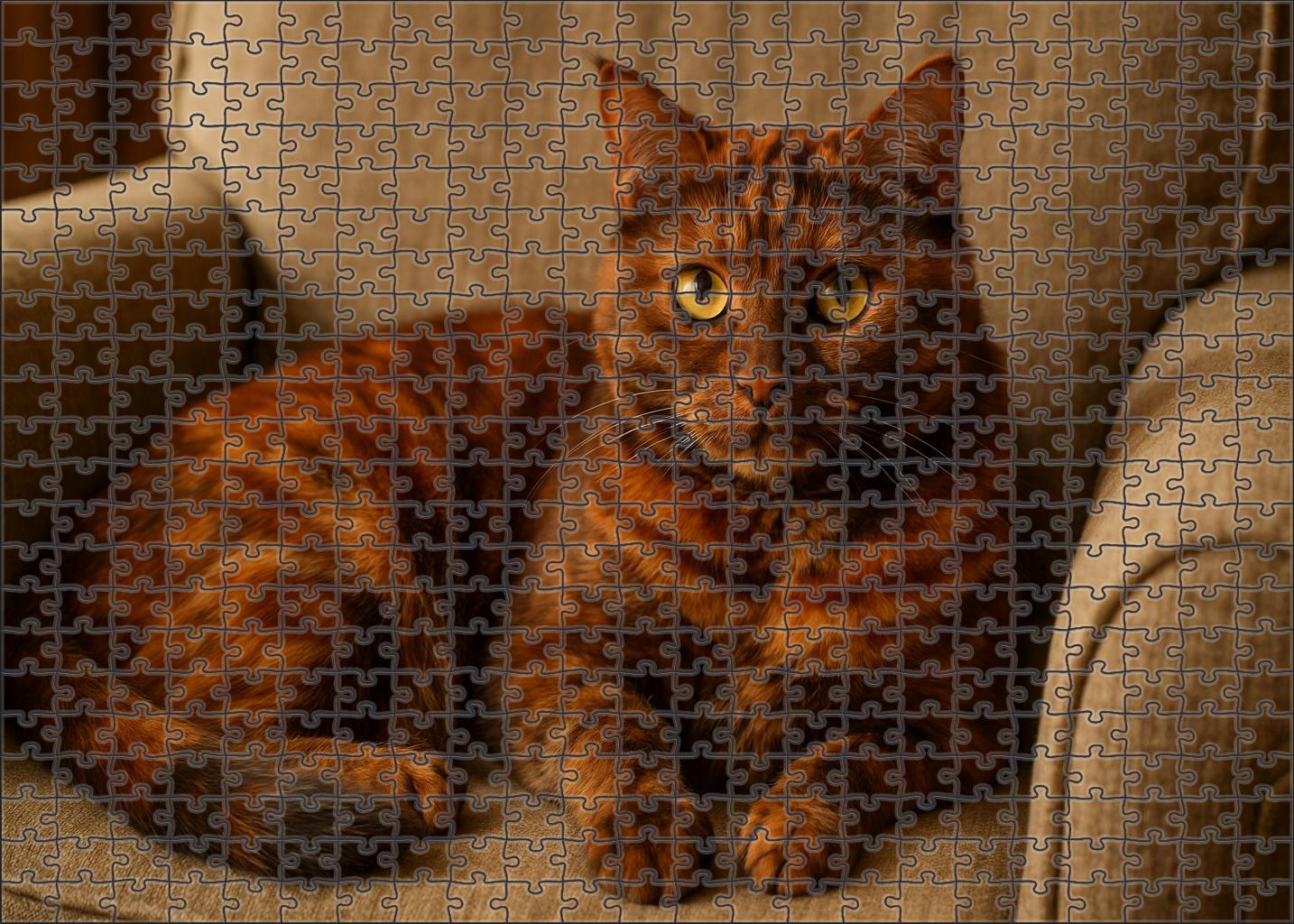 Amber Tapestry Richly Patterned Cinnamon Torbie With Gentle Demeanor Puzzle Challenge
