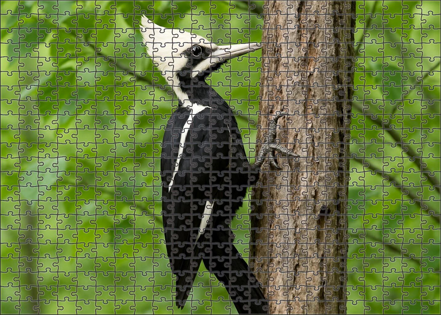 Ivory-billed Woodpecker The Rare Canopy Drummer Unique Puzzle Design