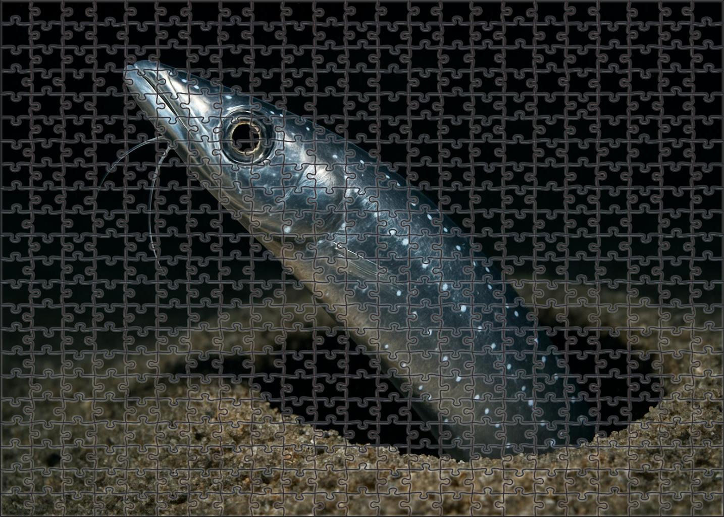 Platinum-spotted Cusk-eel 20 Piece Puzzle