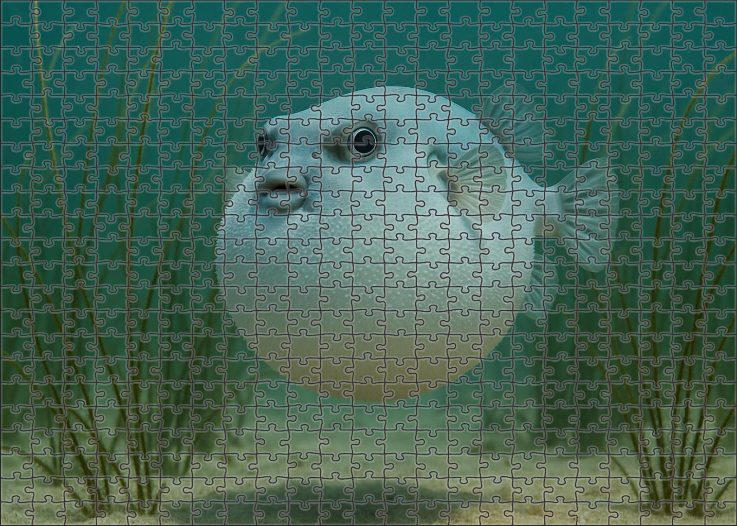 Glacier Puff Fish Rounded Puffer With Icy Tint 200 Piece Puzzle