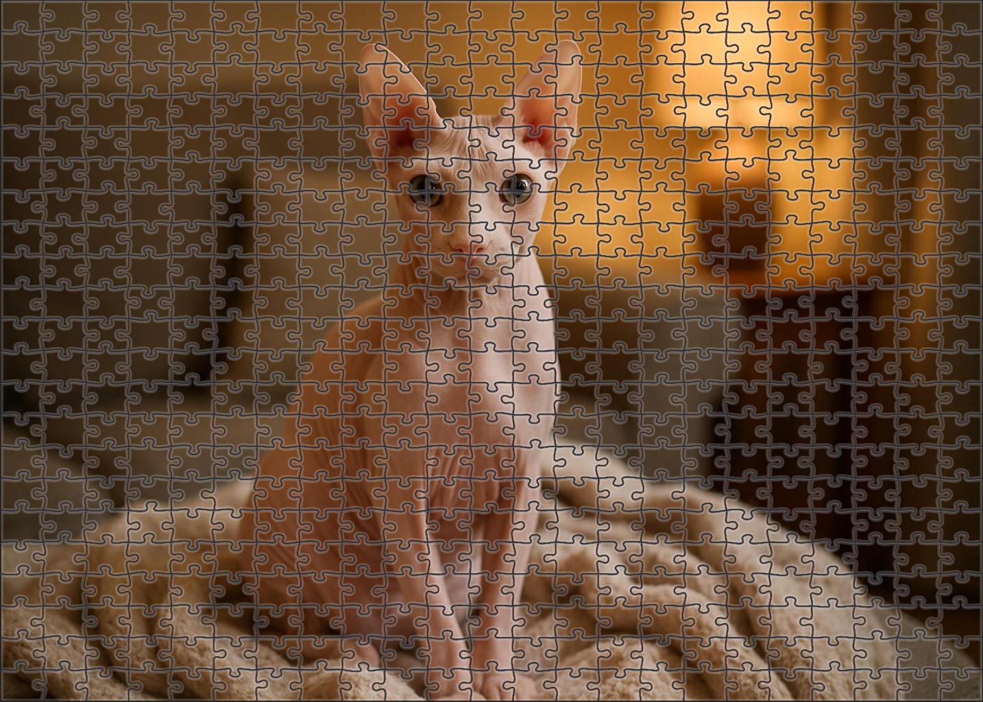 Snow Drift Pure White Hairless Cat With Elegant Presence Challenging Puzzles