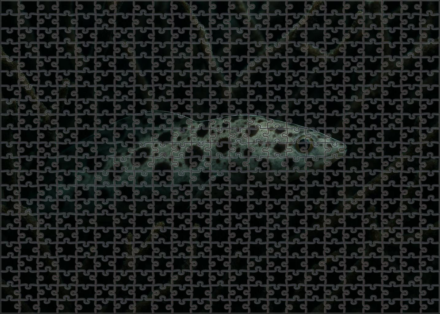 Spotted Reef Pipefish Elongated Camouflage Specialist Easy Puzzles