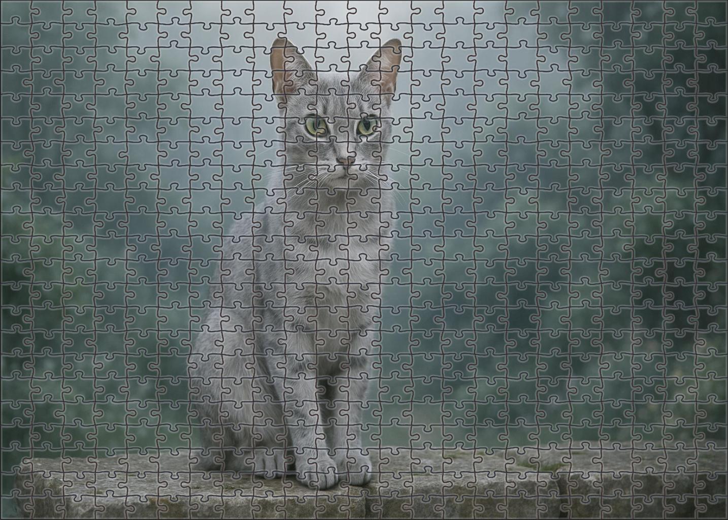 Silver Shadow Sleek Silver Coat With Calm Vigilance Puzzle Fun