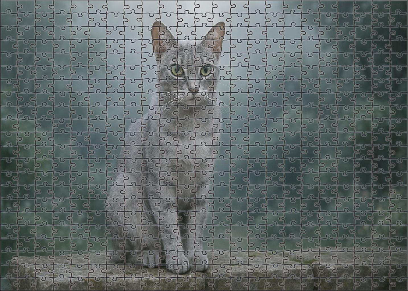 Silver Shadow Sleek Silver Coat With Calm Vigilance Puzzle Fun