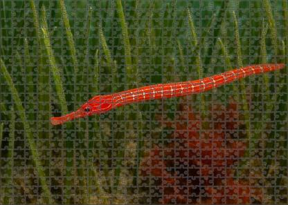 Crimson Pipefish Slender Ambush Predator With Bright Coloring Mini Puzzle