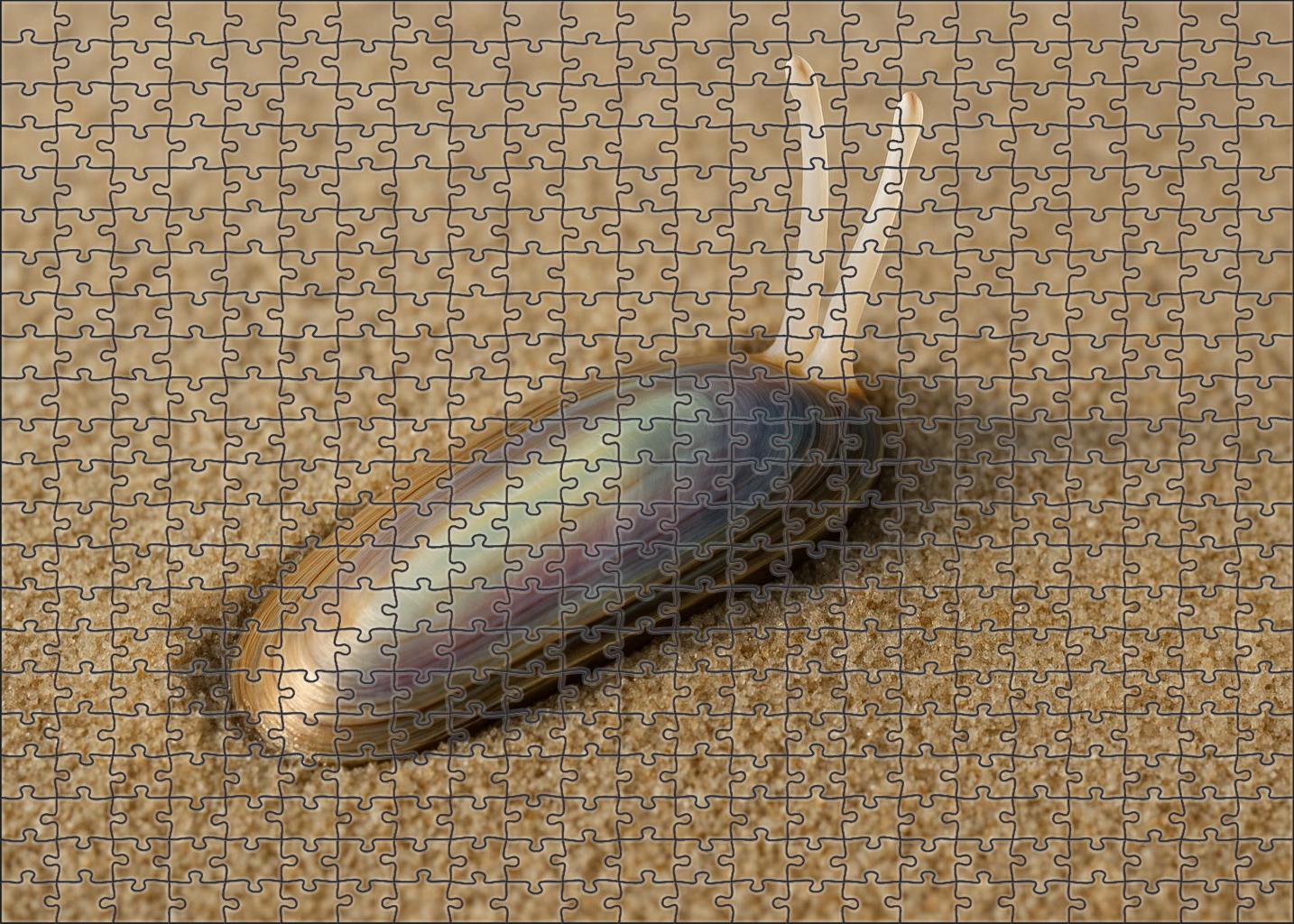 Celestial Razorclam Bivalve With Iridescent Shell And Rapid Burrowing 200 Piece Puzzle