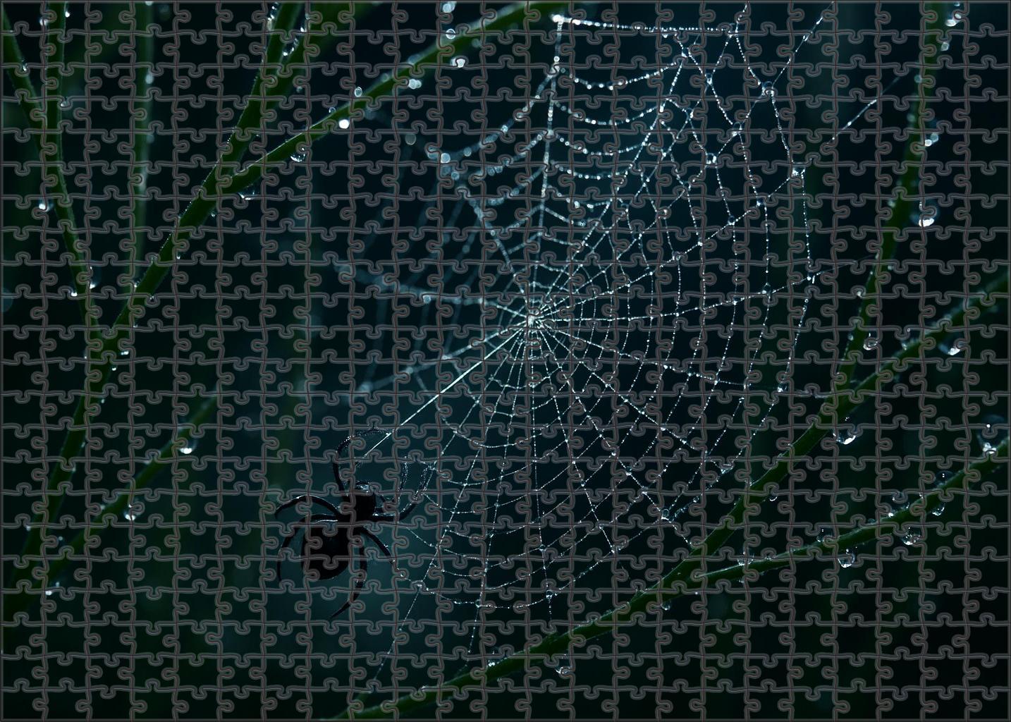 Midnight Threadspinner Tiny Weaver With Elaborate Silk Canopies Puzzle Fun