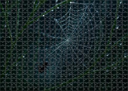 Midnight Threadspinner Tiny Weaver With Elaborate Silk Canopies Puzzle Fun