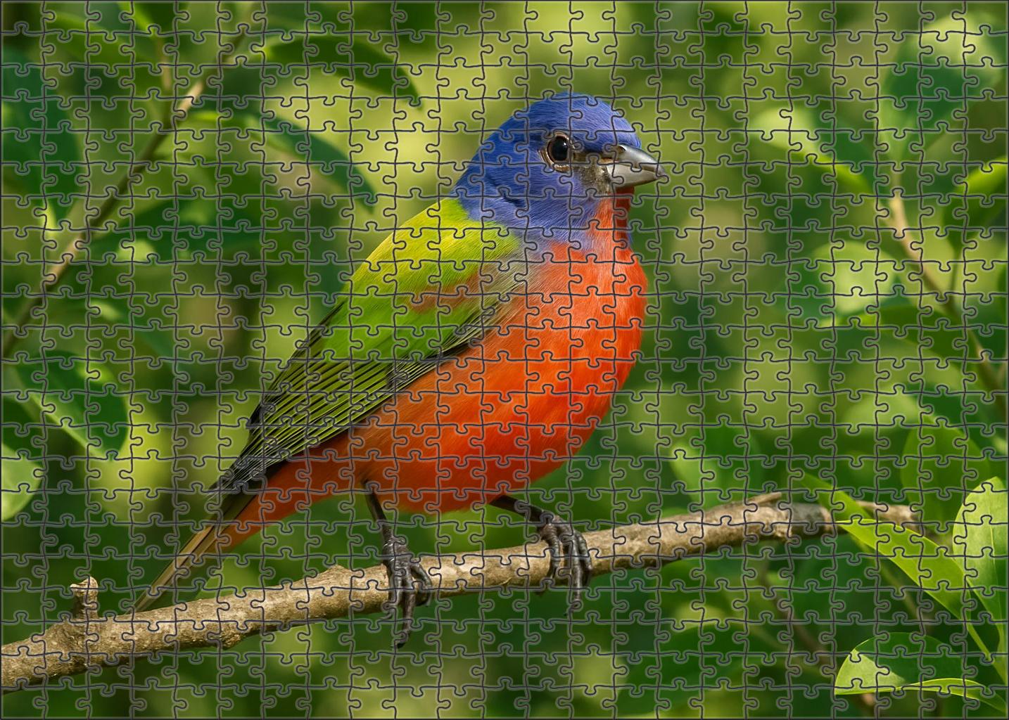 Painted Bunting Rainbow Songster Puzzle Fun