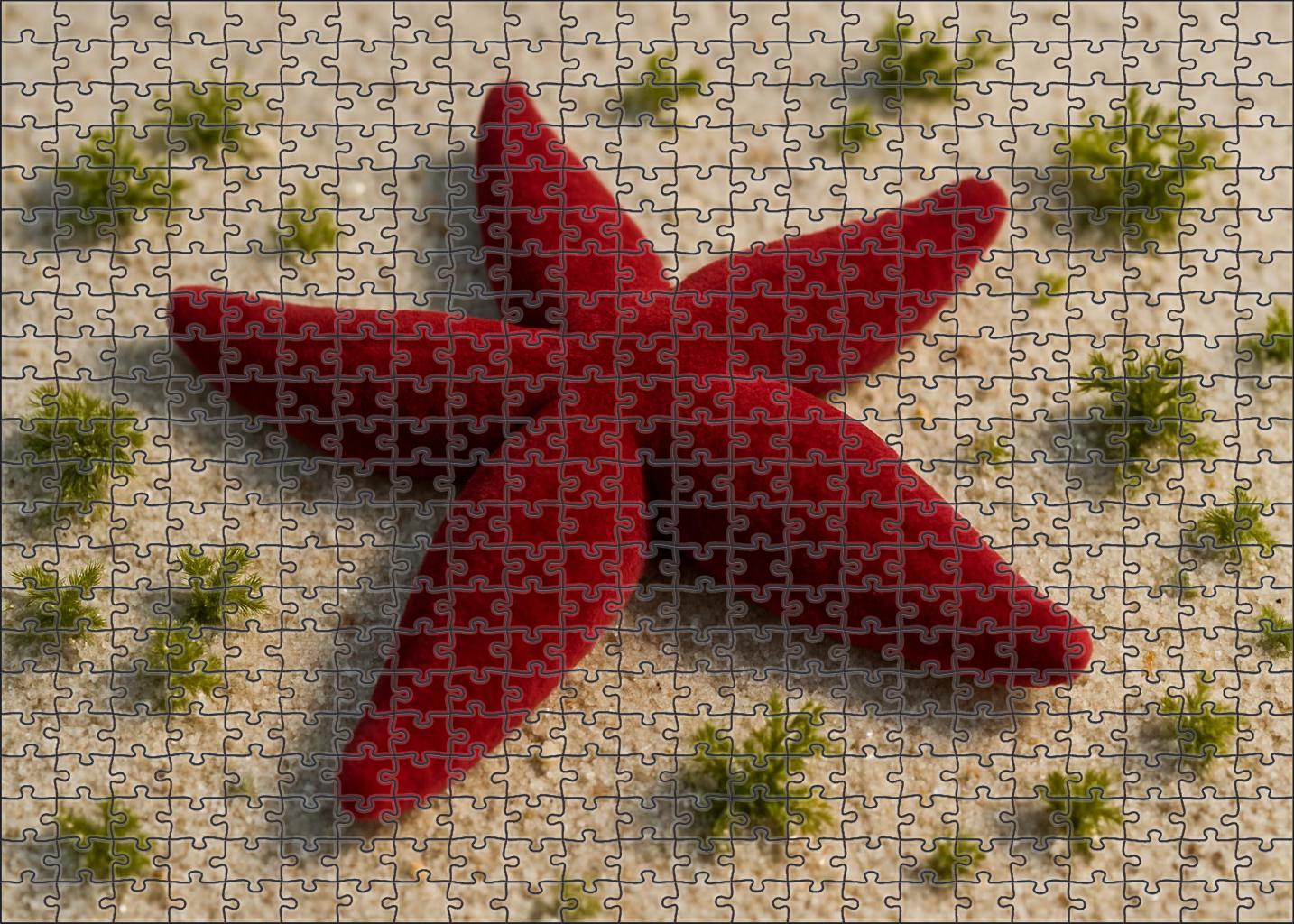 Crimson Velvet Sea Star Soft-bodied Predator With Radiating Arms Mini Puzzle