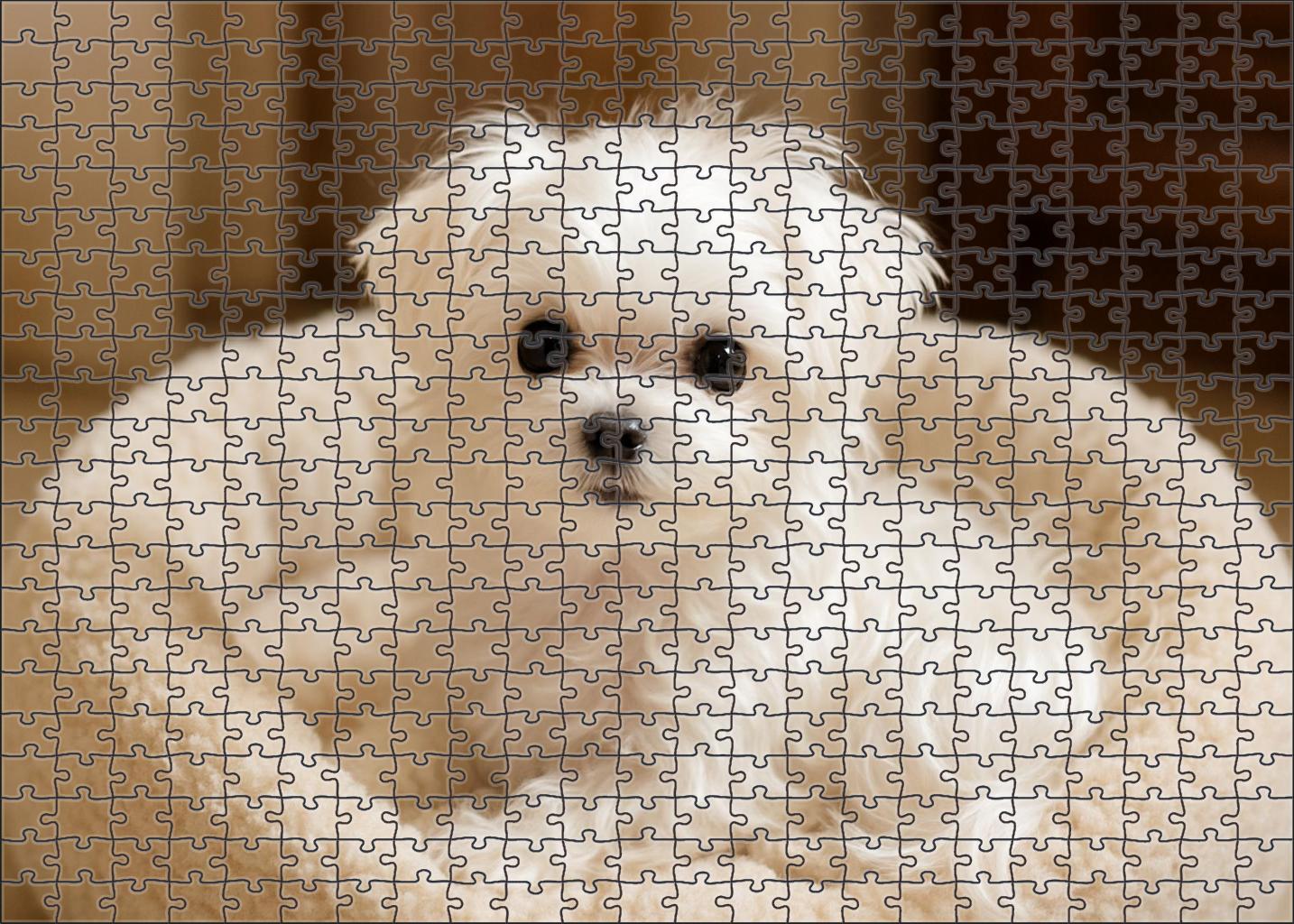 Pearl Mist Silky White Toy Breed With Playful Intelligence Puzzle For Kids