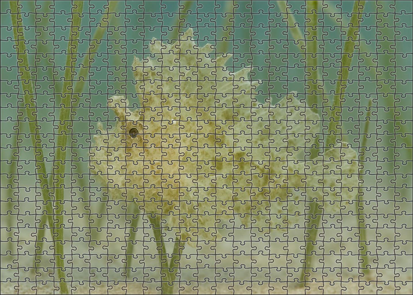 Ghost Pipefish Elusive Mimic With Leaflike Appendages Challenging Puzzles