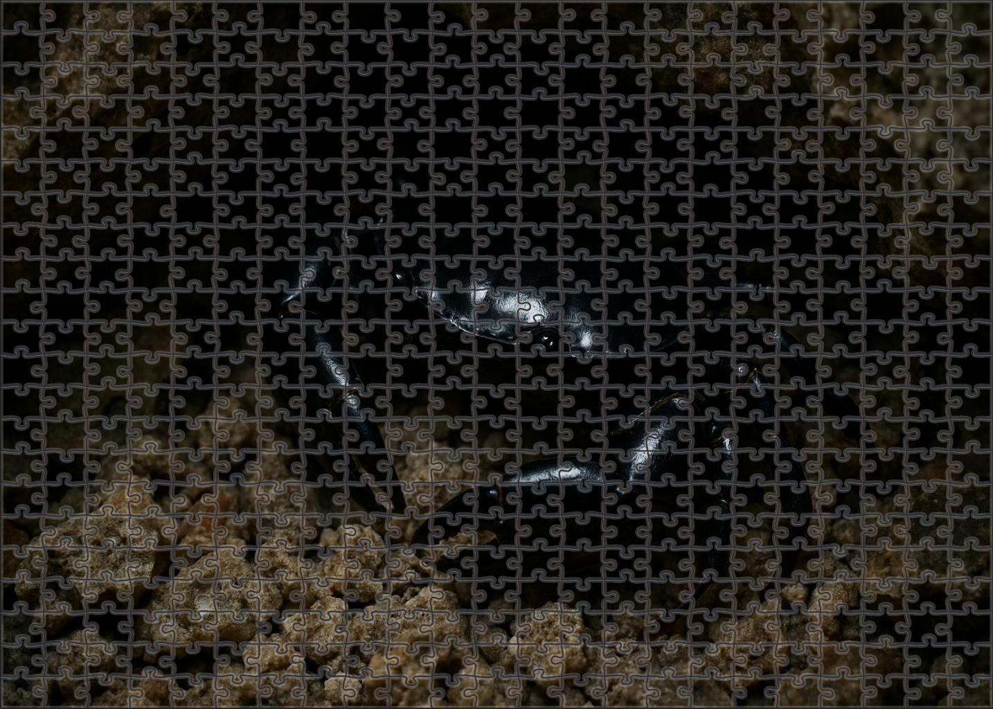 Onyx Reef Crab Nocturnal Scuttler With Polished Carapace Family Puzzles