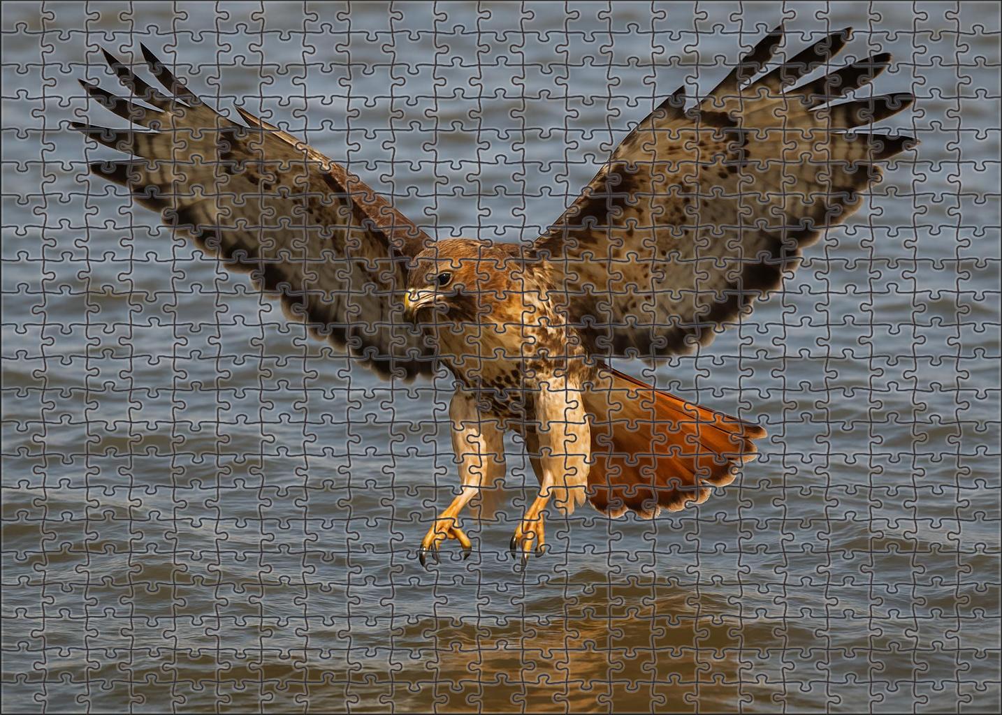 Osprey The River Hunter Puzzle Fun