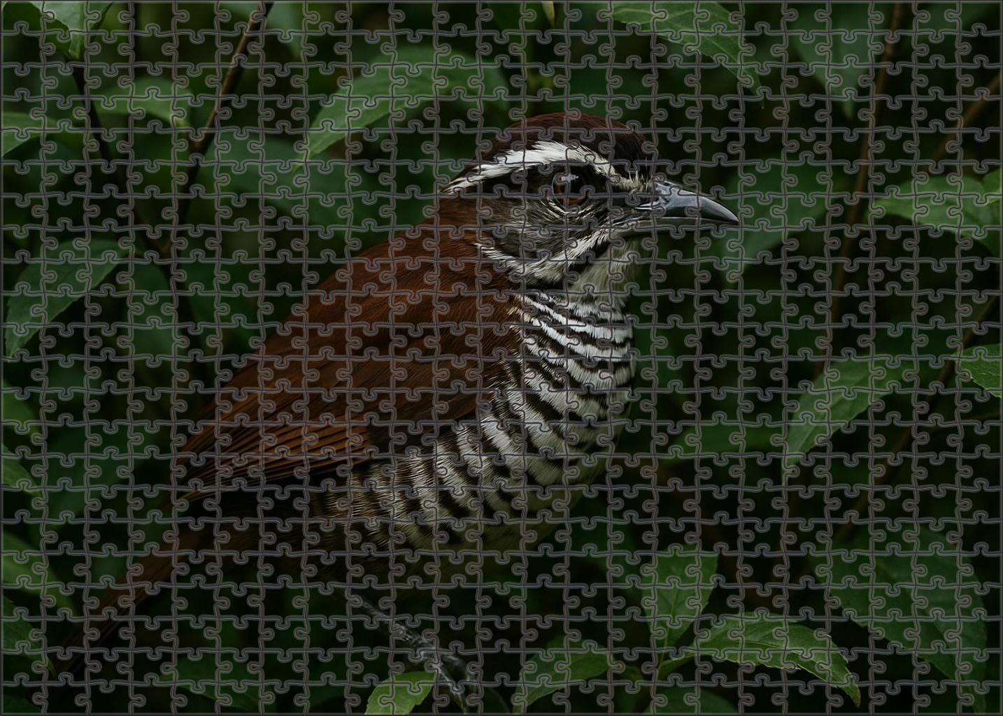 White-striped Puffbird Forests Patient Ambusher Challenging Puzzles