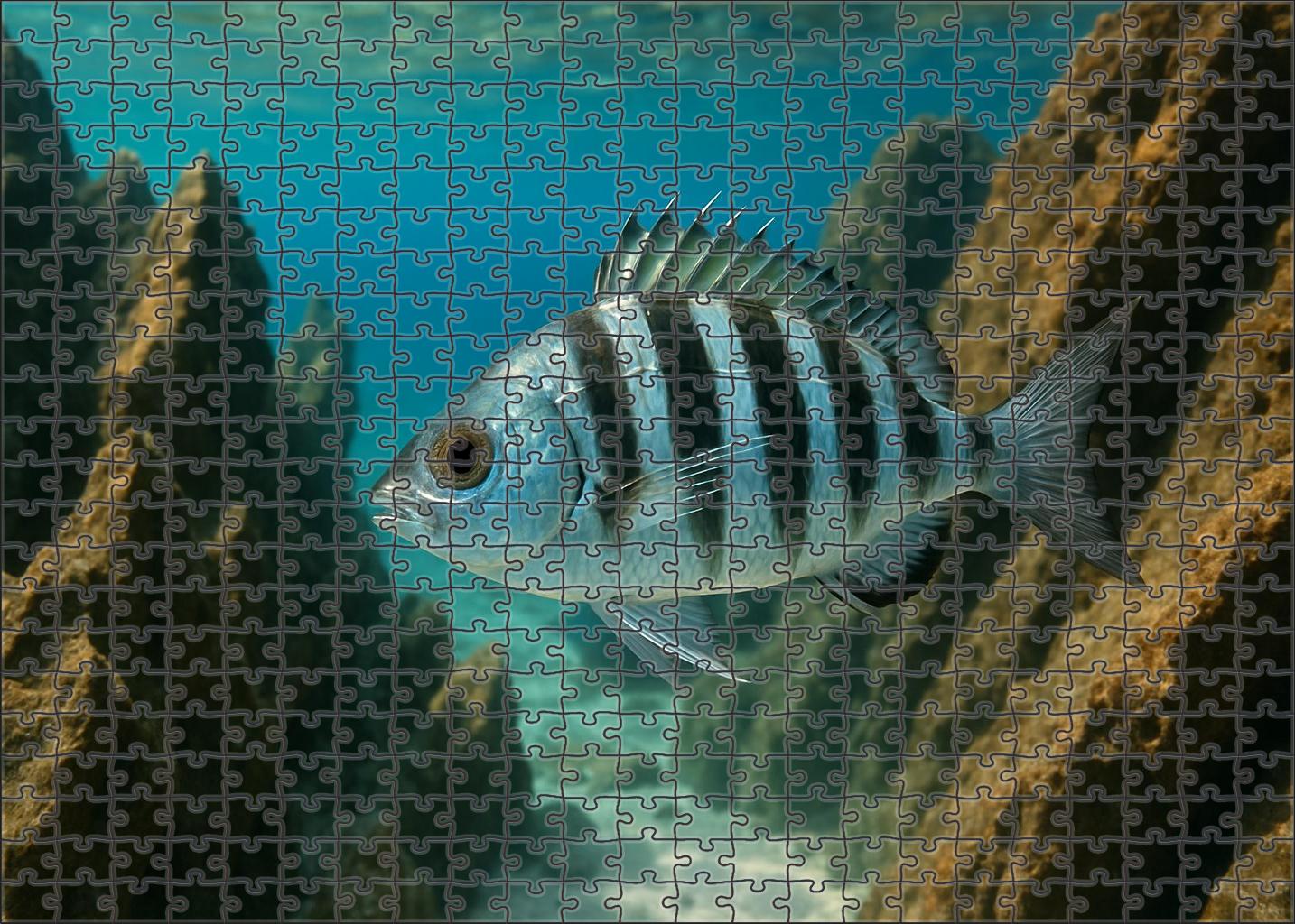 Silverband Spinefish Armored Darter With Reflective Scales 200 Piece Puzzle