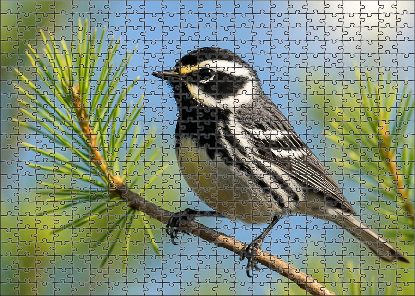 Black-throated Gray Warbler Melodic Forest Gem Puzzle Fun