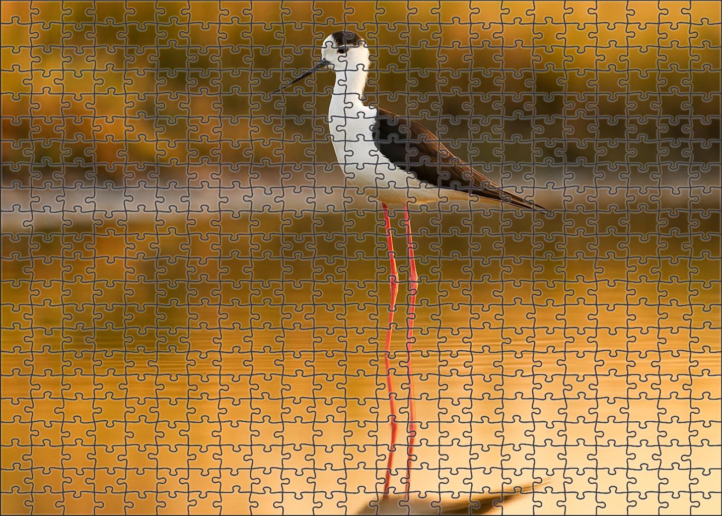 Black-winged Stilt Elegant Long-legged Wader Family Puzzles