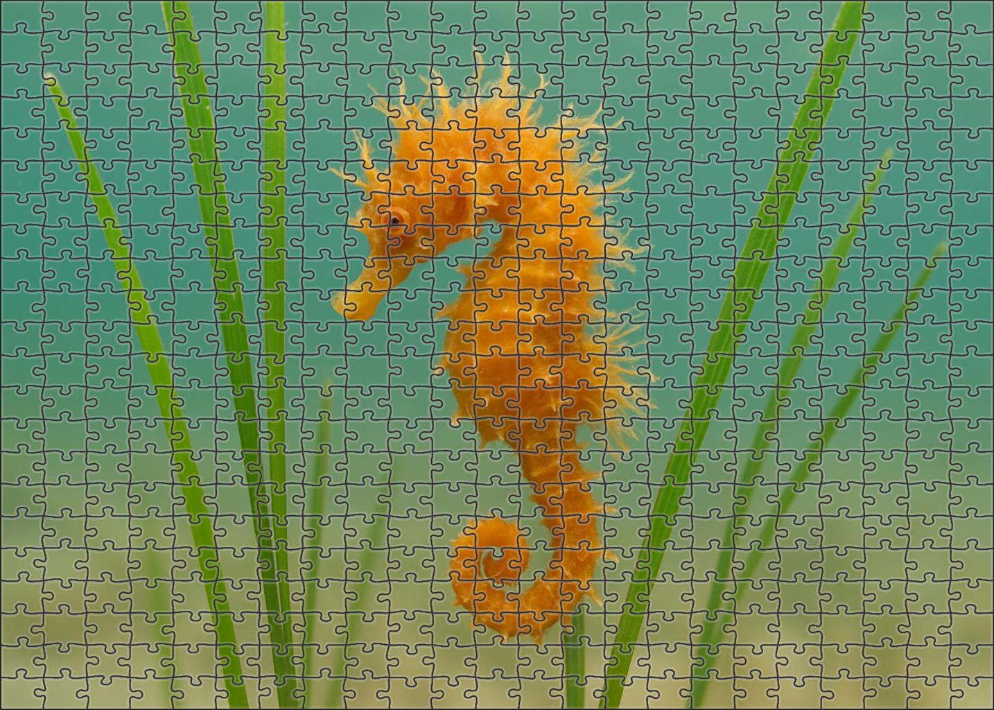 Amber-tufted Seahorse Tiny Ornamental Fish With Delicate Appendages Mini Puzzle