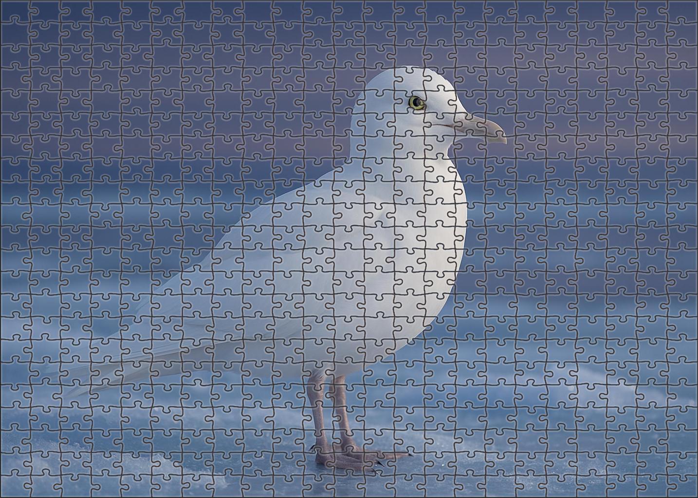 Ivory Gull Arctic Snowscape Specter Family Puzzles