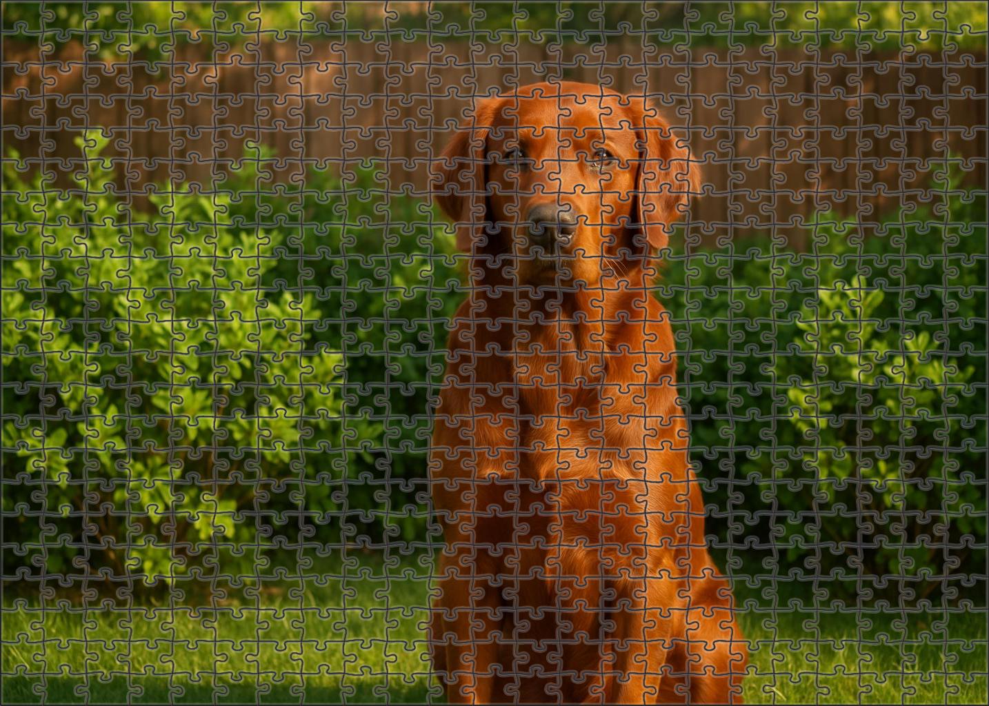 Velvet Rust Soft Rust-colored Retriever With Calm Demeanor Custom Jigsaw Puzzle
