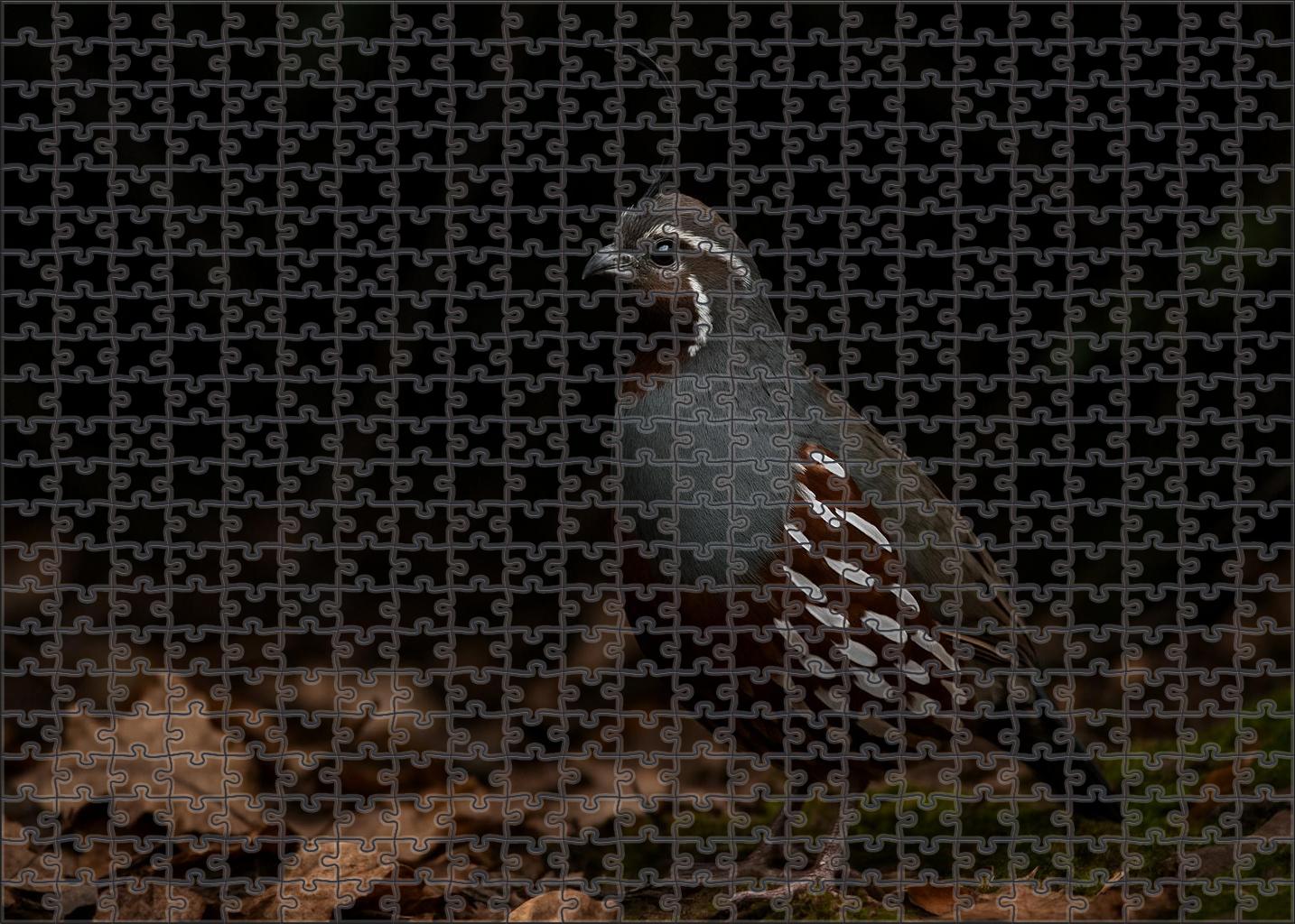Mountain Quail Ground-dwelling Highland Sprite Puzzle Fun