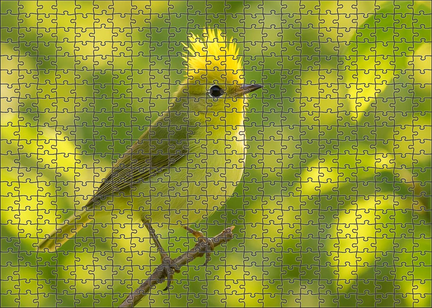 Golden-crested Warbler Tiny Crowned Songster 50 Piece Puzzle