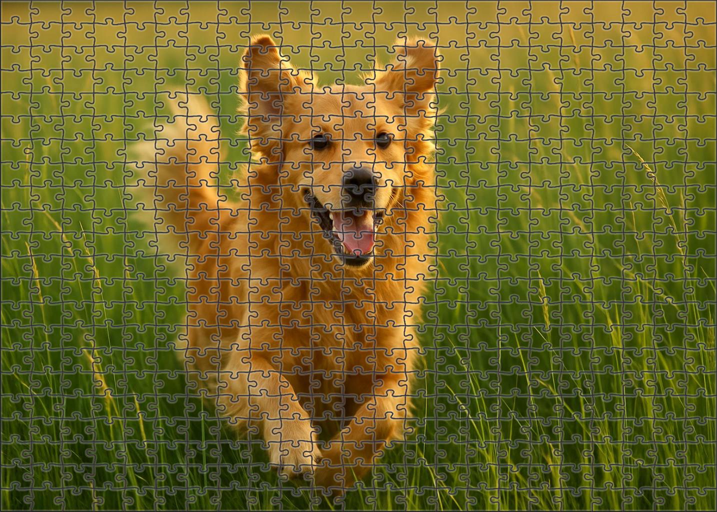 Amber Zephyr Lush Golden-furred Retriever With Joyful Energy Puzzle For Kids