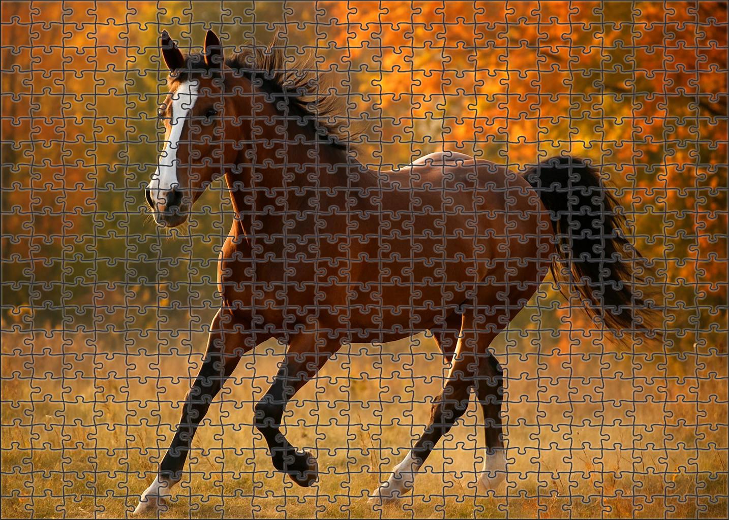 Autumn Blaze Warm Bay Mare With Striking Facial Markings And Agile Disposition Easy Puzzles