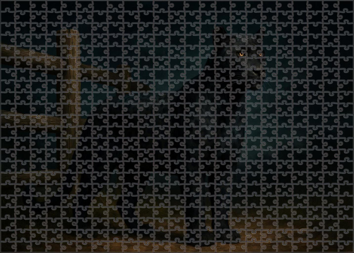 Midnight Ember Appaloosa Gelding Challenging Puzzles