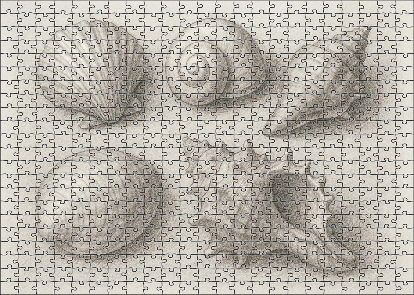 Seaside Shell Collection Textured Pencil Study With Tonal Gradients Challenging Puzzles