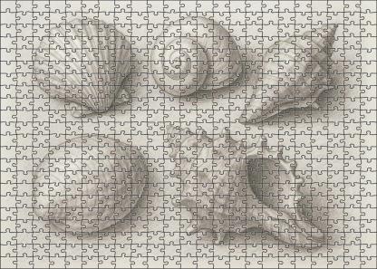 Seaside Shell Collection Textured Pencil Study With Tonal Gradients Challenging Puzzles