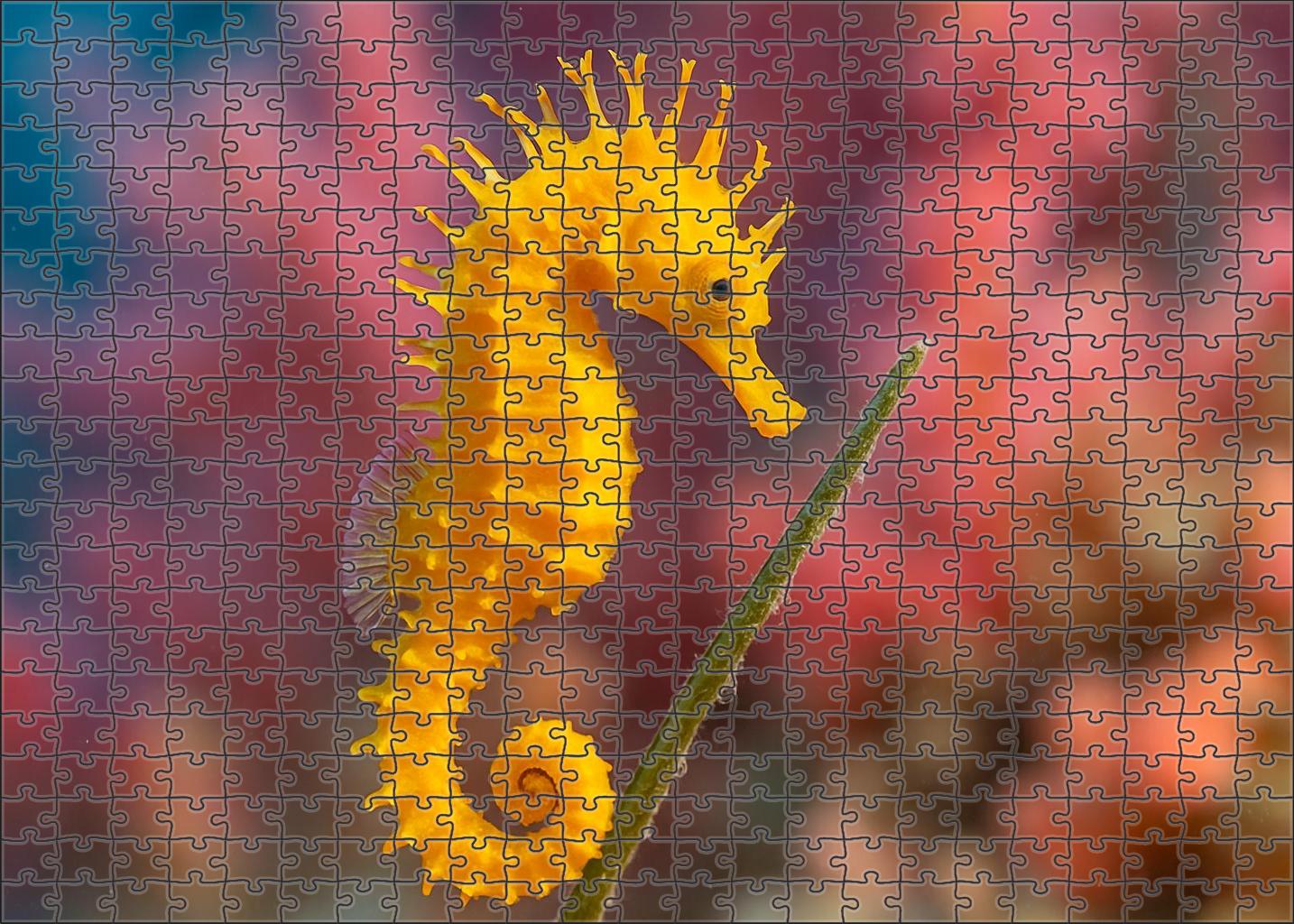 Golden Crest Seahorse Vibrant Coastal Percher Family Puzzles