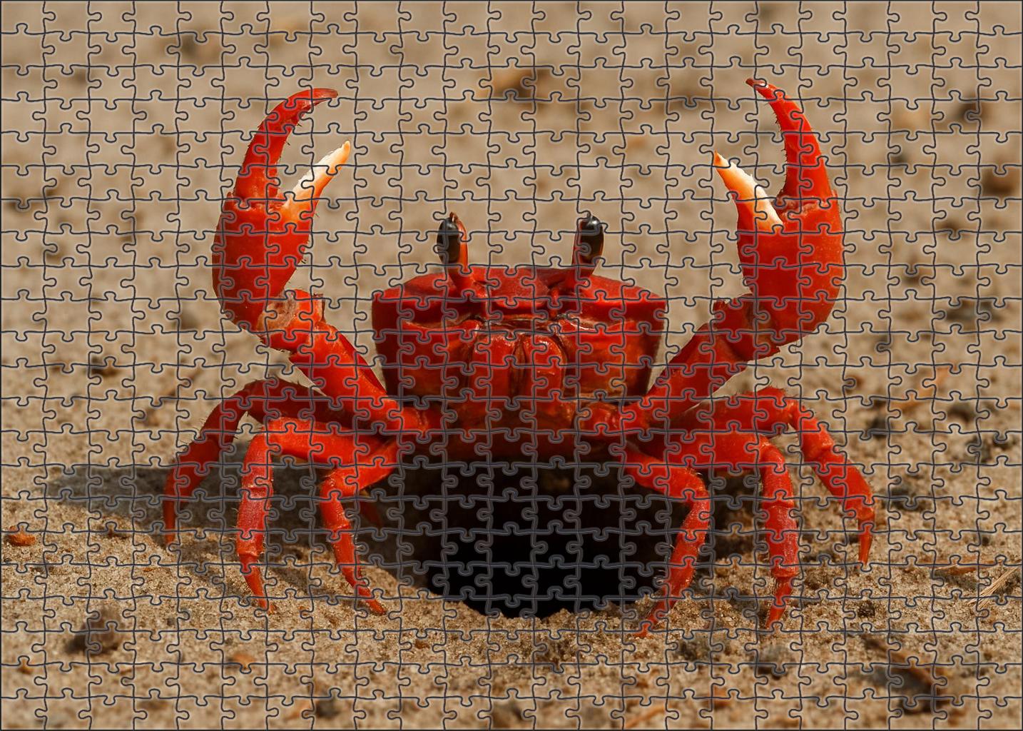 Vermilion Claw Crab Aggressive Burrower With Striking Scarlet Appendages 300 Piece Puzzle