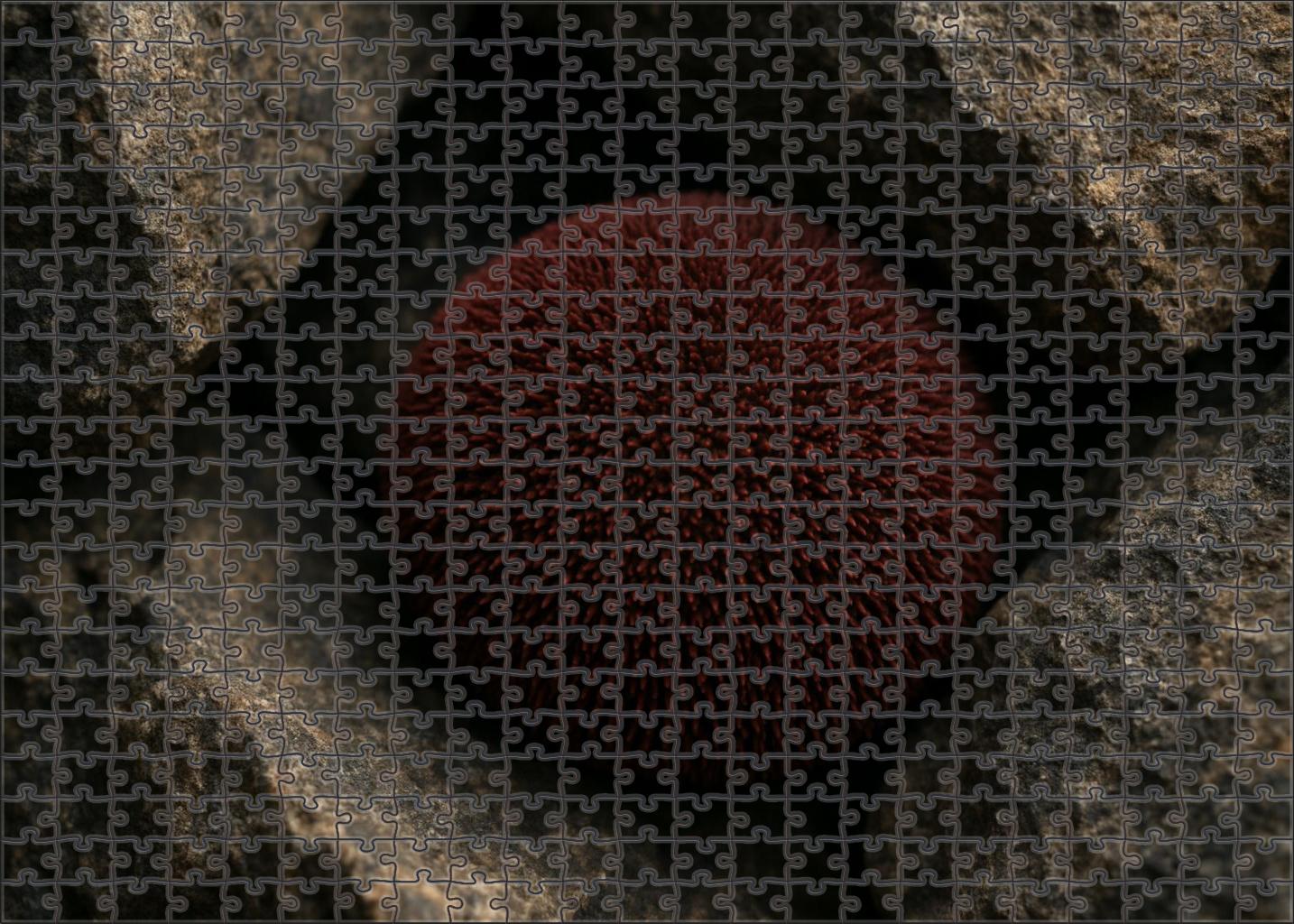 Velvet-spined Sea Urchin Rounded Echinoid With Dense Soft Spines Easy Puzzles