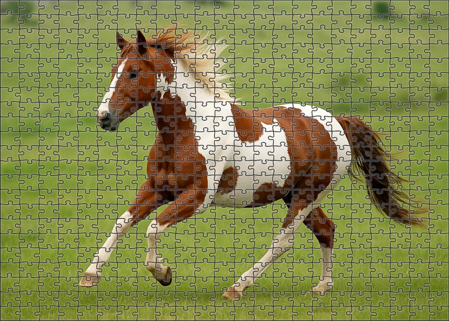 Maple Grove Pinto Gelding Vibrant Tobiano With Dynamic Energy Puzzle Collection