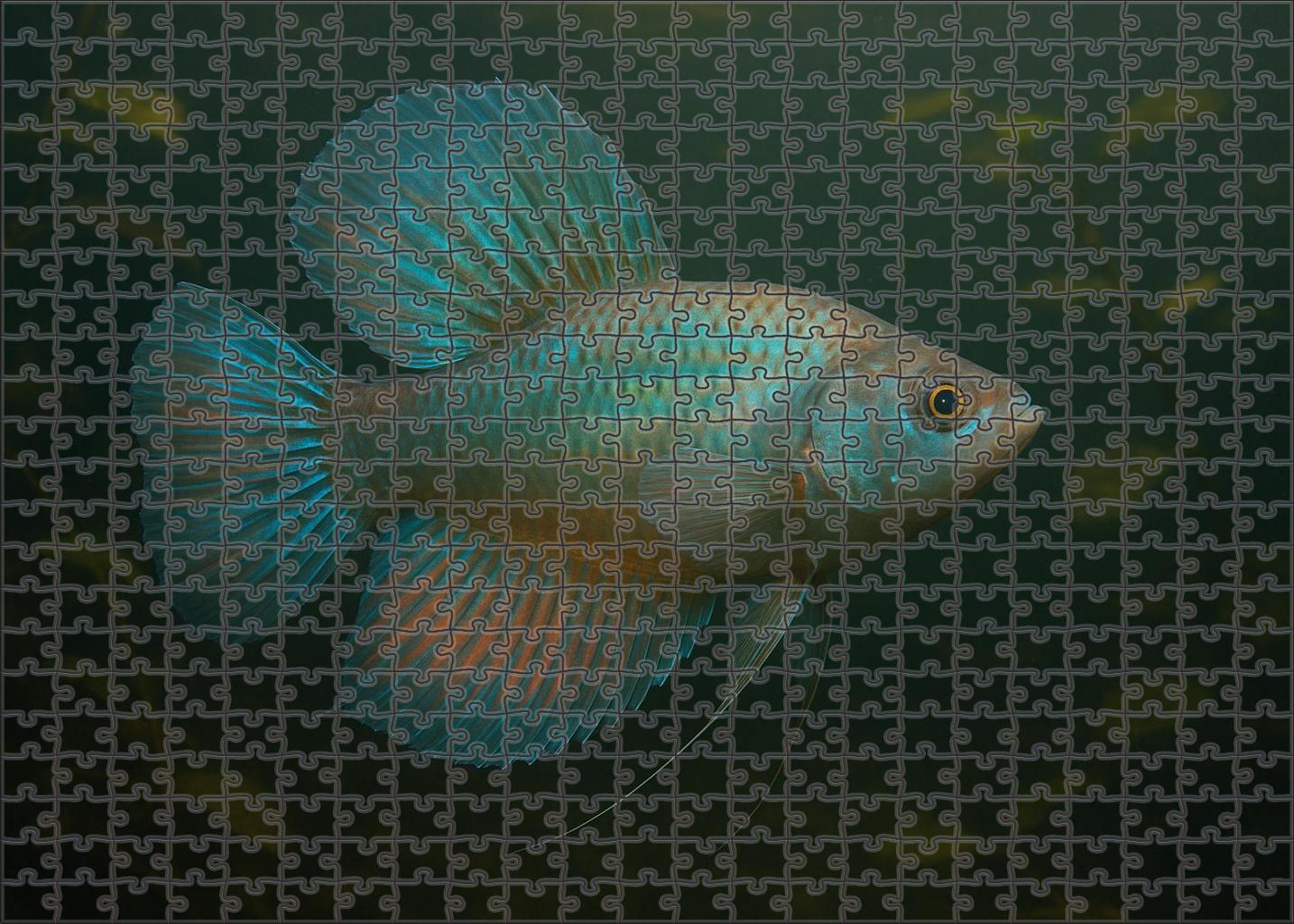 Mystic Fanfish Deep River Resident With Radiating Fins And Sophisticated Sensory Organs Puzzle Collection