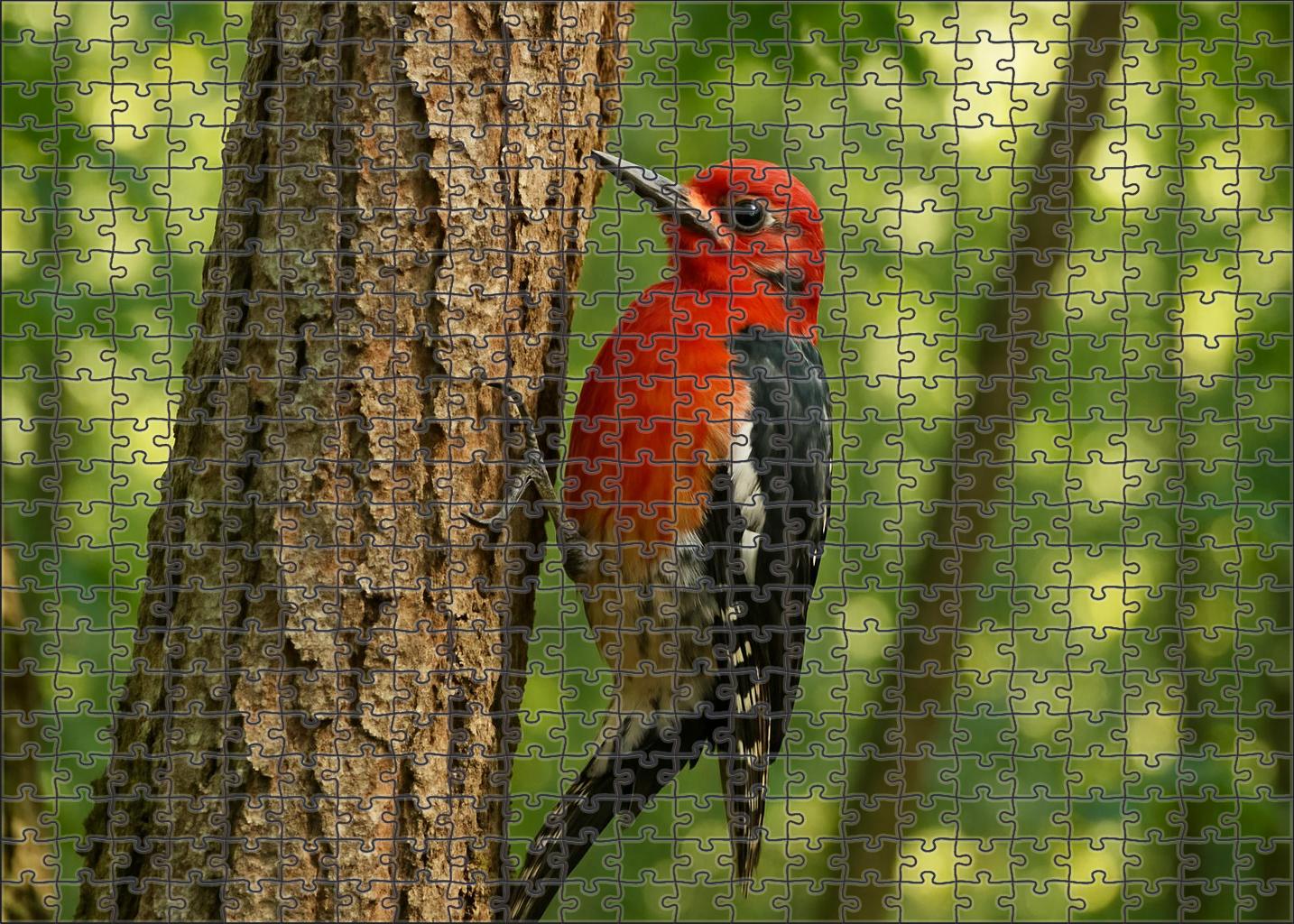 Crimson-breasted Woodpecker The Forest's Hammering Artist Puzzle Fun