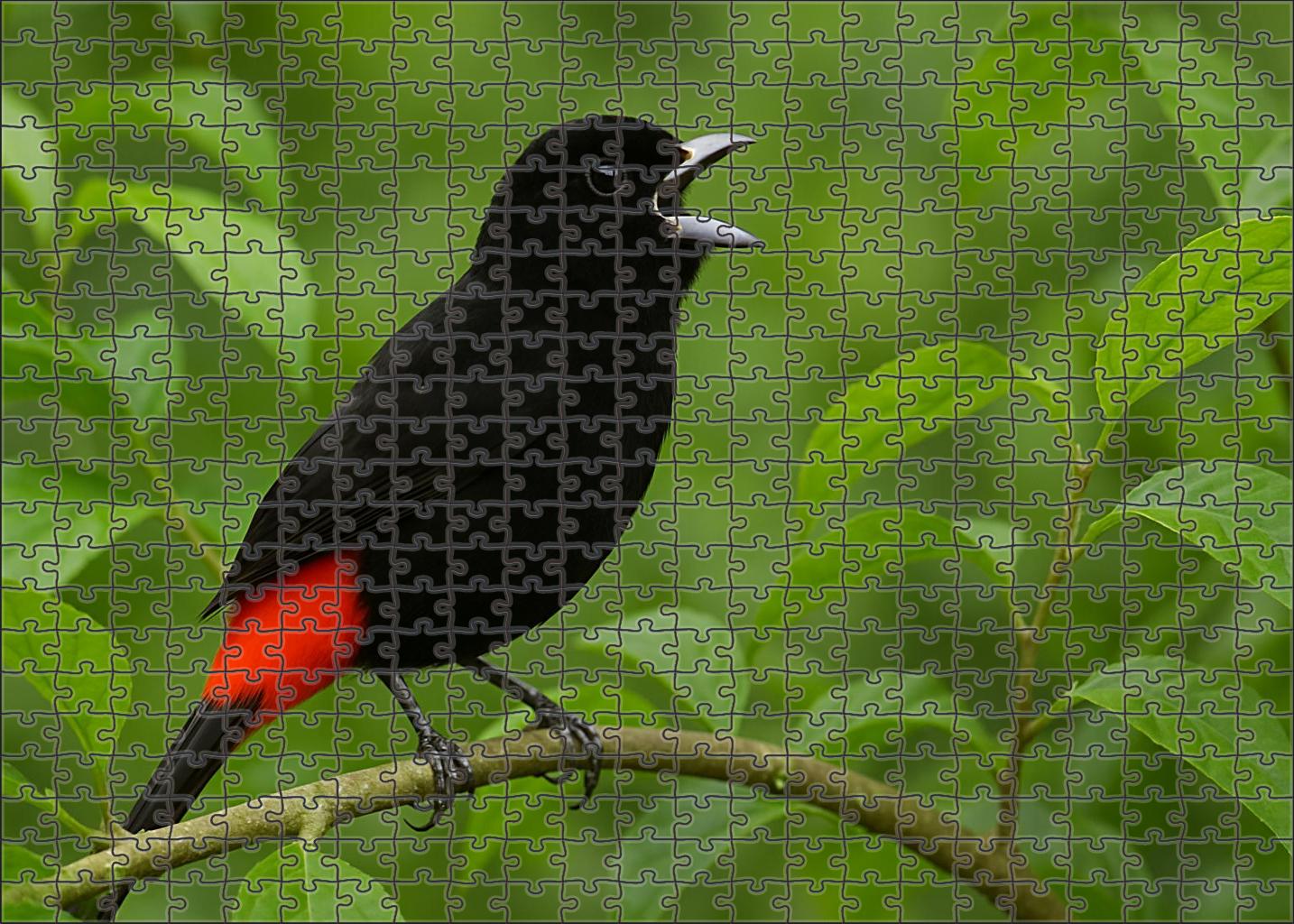 Scarlet-rumped Cacique Vocal Canopy Performer Challenging Puzzles