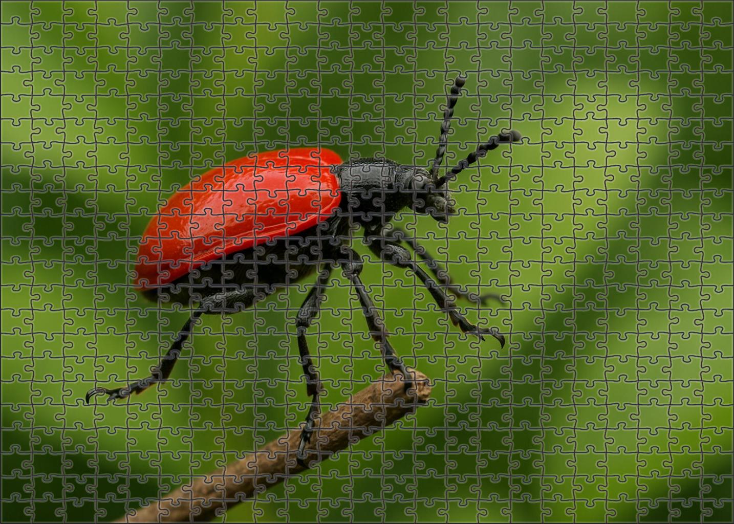 Scarlet Mantled Jumping Beetle Compact Insect With Bright Red Shield And Incredible Leap 100 Piece Puzzle