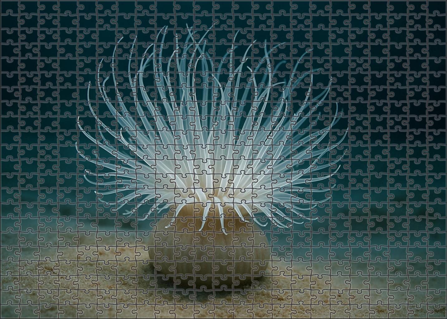 Pearl Blossom Anemone Tentacled Spectacle Of Soft Currents 1000 Piece Puzzle