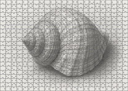 Intricate Shell Anatomy Detailed Graphite Scientific Study Puzzle Challenge