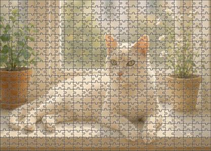 Ivory Silk Smooth Cream Cat With Quiet Charm Challenging Puzzles