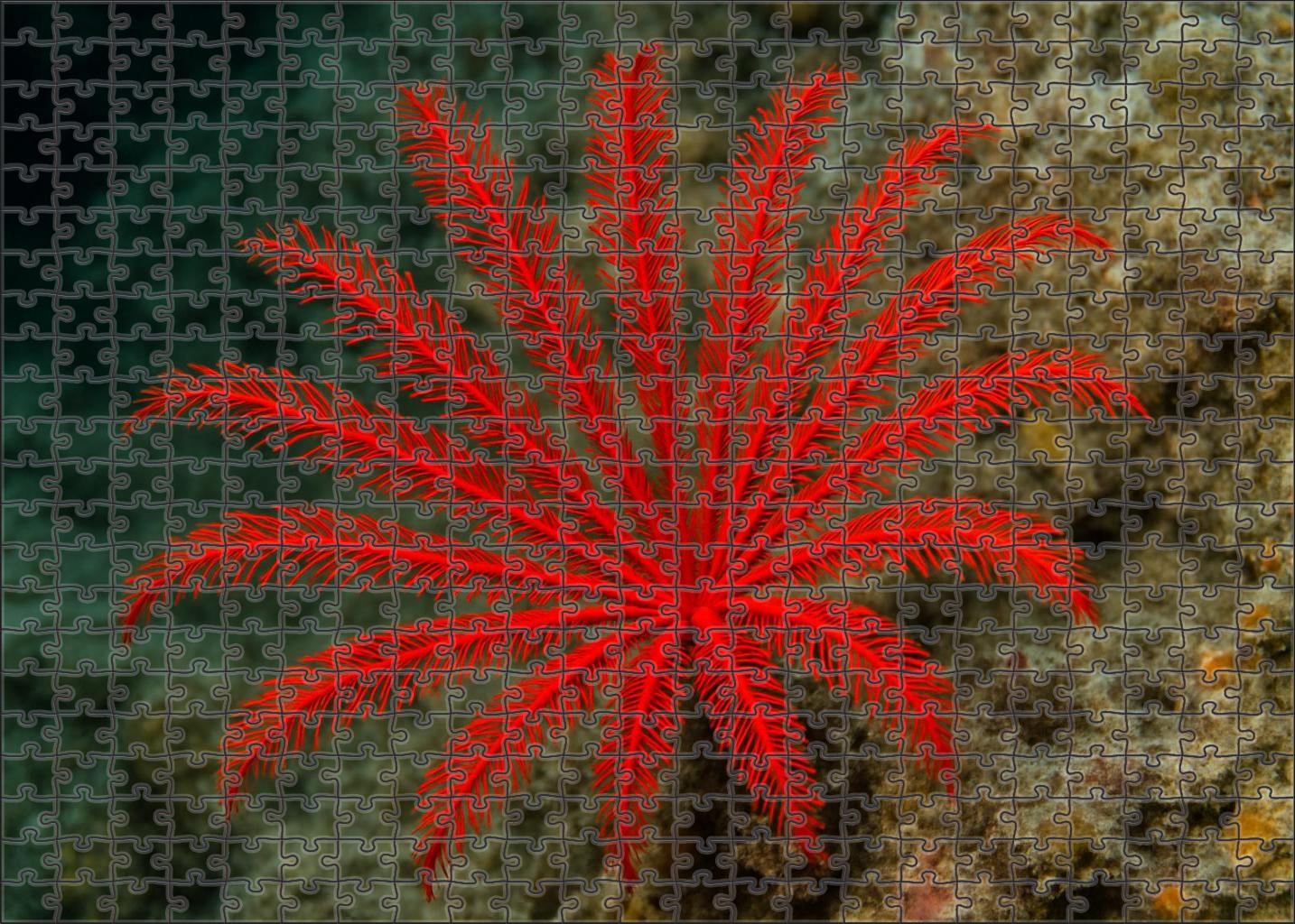 Crimson Feather Star Drifting Filter-feeder Challenging Puzzles