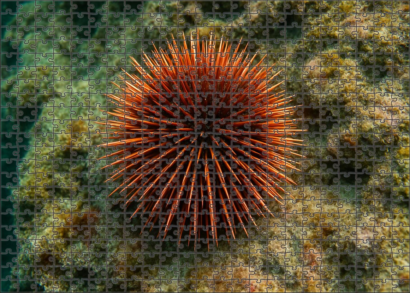 Copper-spined Sea Urchin Armored Forager With Brilliant Metallic Hues Puzzle For Adults